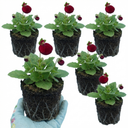 Calceolaria Calynopsis ‘Ruby’ Plants (Set of 3 or 6)