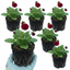 Set of 3 or 6 Garden Ready Plants – Calceolaria Calynopsis ‘Ruby’, Ready to Plant