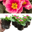 Primrose Appleblossom