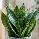 Sansevieria Snake Plants
