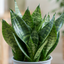1 Sansevieria Snake Plant, Live Indoor Air Purifying Houseplant, Low Maintenance, Easy Care, 17cm Root Ball