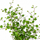 3 Muehlenbeckia Green Wire Vine Plants, 9cm Pots