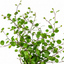 3 Muehlenbeckia Green Wire Vine Plants, 9cm Pots