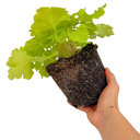 Heuchera Lime Marmalade Plant (2L Pot)