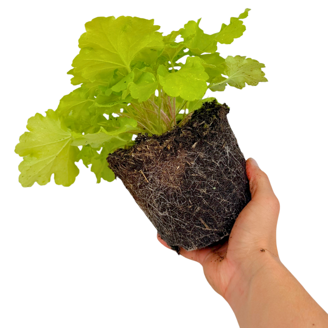 Heuchera 'Lime Marmalade' (Coral Bells) – Evergreen Perennial (2L Pot)