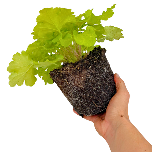 Heuchera 'Lime Marmalade' (Coral Bells) – Evergreen Perennial (2L Pot)