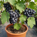 Grape Vitis Attiki Black Grapevine Plants
