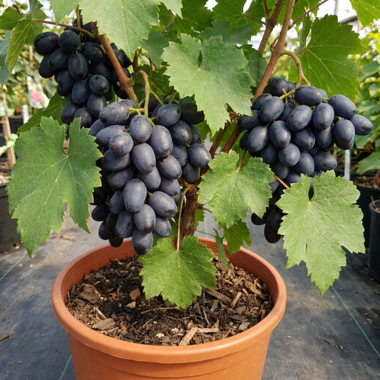 Potted grape vine carrying three full bunches of deep blue-black oval grapes under green vine leaves
