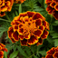 1 Large Plant - Marigold Durango Bolero, Ready to Plant in Your Garden, 2L Pot