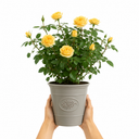 3Ltr Patio Rose Bush, Nursery Pots, Garden Ready