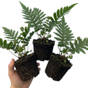 Evergreen Polypodium Vulgare Hardy Fern Plants for Shade Garden Plants (Set of 3 or 6)