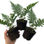 Set of 3 or 6 Evergreen Polypodium Vulgare Hardy Fern Plants for Shade Garden, Live Perennial, 11cm Root Ball