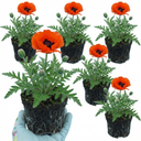 Papaver Orientale Brilliant Red Poppy Plants (Set of 3 or 6)