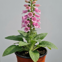 Digitalis Hanabee Pink Foxglove Plant (3L Pot)