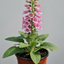 1 Digitalis Hanabee Pink Foxglove, Compact Bee Friendly Perennial Plant, Garden Ready, 3 Litre Root Ball