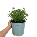 Nemesia Lady Lisa Plant (5L Pot)