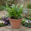 Set of 3 or 6 Hart’s Tongue Fern Plants, Hardy Evergreen Shade Loving Perennial Ferns, Outdoor Garden Ready, 1 Litre Root-Ball