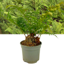 Soft Shield Fern Polystichum Setiferum & Herrenhausen Plant (2L Pot)