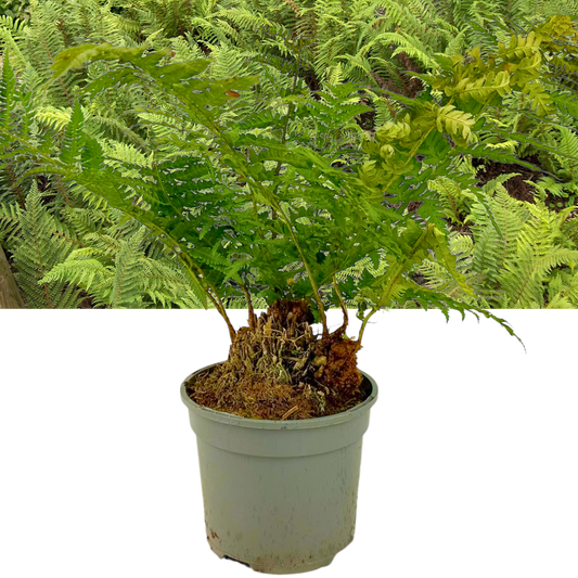 Polystichum setiferum 'Herrenhausen' (Soft Shield Fern) – Evergreen Fern (2L Pot)