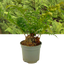 1 Large Plant - Soft Shield Fern Polystichum Setiferum & Herrenhausen, 2L Pot