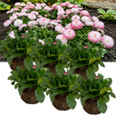 Bellis Habanera ‘Rose’ Plants (Set of 3 or 6)