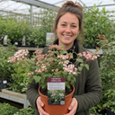Viburnum Tinus Gwenllian Plants