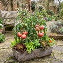 Tomato Brandy Boy Variety Plants (Set of 3 or 6)