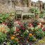 Set of 3 or 6 Large Plants - Fuchsia Tom Thumb, Ready to Plant in Your Garden, 1L Rootballs