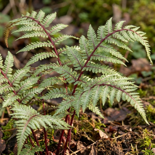 Athyrium filix-femina 'Lady in Red' (Lady Fern) – Hardy Fern (Set of 3 or 6)