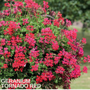 Geranium Tornado Red Plants (Set of 3 or 6)