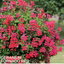 Set of 3 or 6 Large Plants - Geranium Tornado Red, Ready to Plant in Your Garden