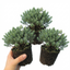 Set of 3 or 6 Hebe Sutherlandii Hardy Evergreen Flowering Perennial Shrub Plants, Outdoor Garden Ready, 1 Litre Root-Ball