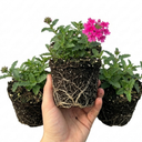 Verbena Trailing Magelana Hot Rose Plants (Set of 3 or 6)