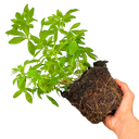 Choisya Sundance Plant (2L Pot)