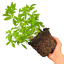 1 Large Plant - Choisya Sundance, Ready to Plant in Your Garden, 2L Pot