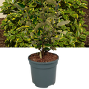Elaeagnus ‘Viveleg’ Plant