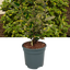 Elaeagnus Viveleg