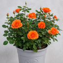 3Ltr Orange Patio Rose Plant, Hardy Bush, Nursery Pots