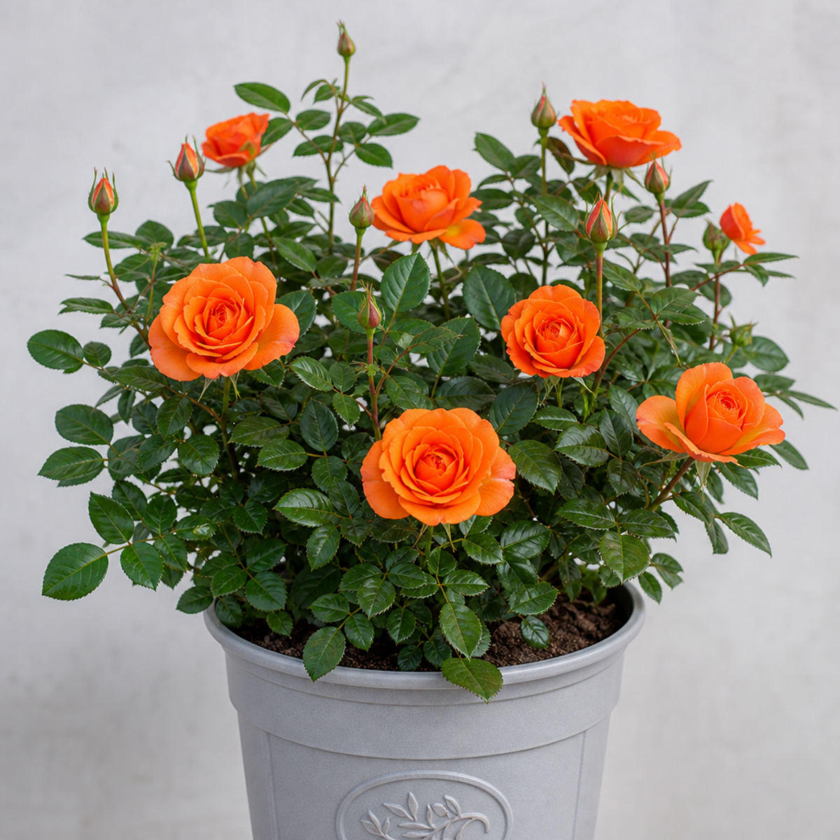 Patio Rose, Orange – Compact Repeat Flowering Rose (3L Pot)