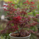 3 Litre Red Acer Tree, Japanese Maple Plant, Nursery Pots