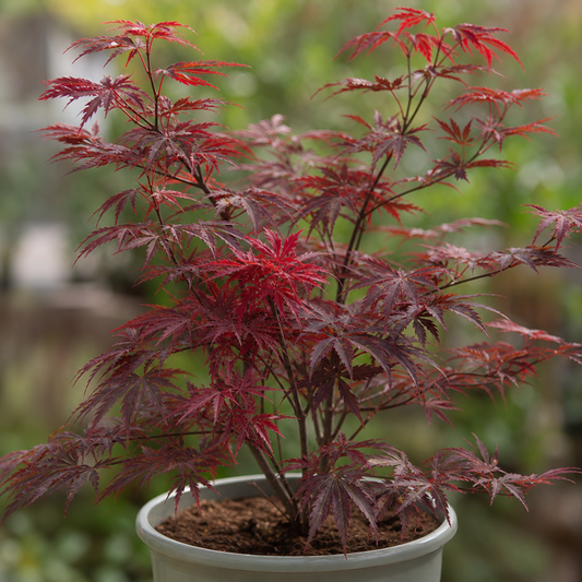 Acer palmatum (Japanese Maple) – Red Leaf (3L Pot)