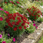 Set of 3 or 6 Coreopsis Uptick Red Hardy Perennial Plants, Bee Friendly Summer Flowering Tickseed, 1 Litre Root Ball