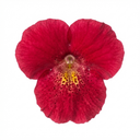 Calceolaria Calynopsis ‘Ruby’ Plants (Set of 3 or 6)