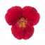 Set of 3 or 6 Garden Ready Plants – Calceolaria Calynopsis ‘Ruby’, Ready to Plant