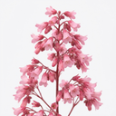 Heuchera Pink Fizz Coral Bells Plants