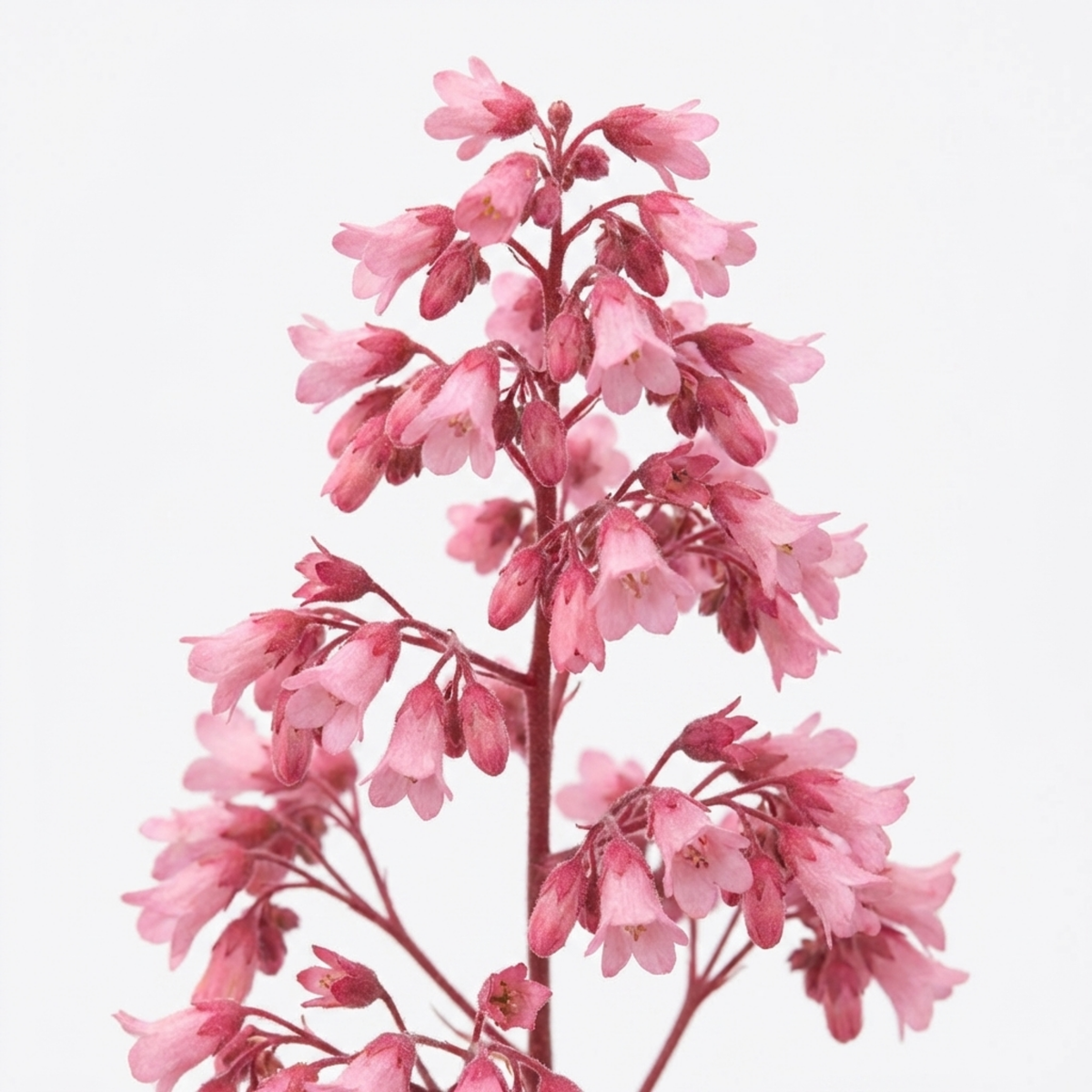 Heuchera 'Pink Fizz' (Coral Bells) – Evergreen Perennial (2L Pot)