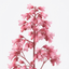 1 Heuchera Pink Fizz Coral Bells Plant, Hardy Evergreen Perennial, 17cm Root Ball