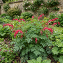 Dicentra Luxuriant Bleeding Heart Plants