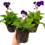 Set of 3 or 6 Large Plants - Polyanthus Stella Pheasant Eye, Ready to Plant in Your Garden