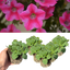 Set of 3 or 6 Large Plants - Petunia Dekko Rose Star, Outdoor Garden Ready